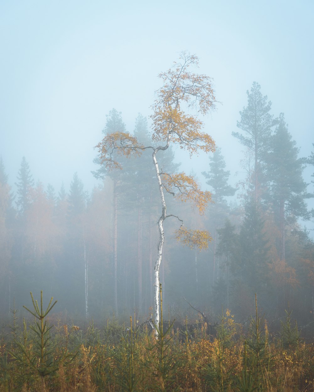 foggy green trees