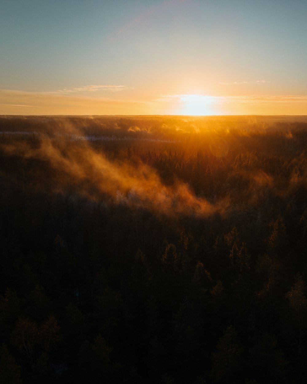 日の出時の木々の航空写真