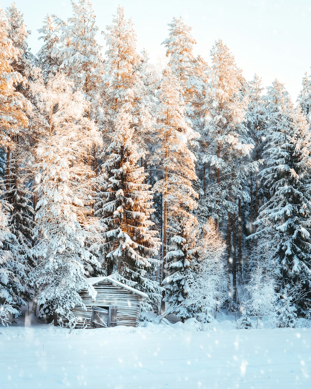 brown wooden cabin near snow covered pine tree forest