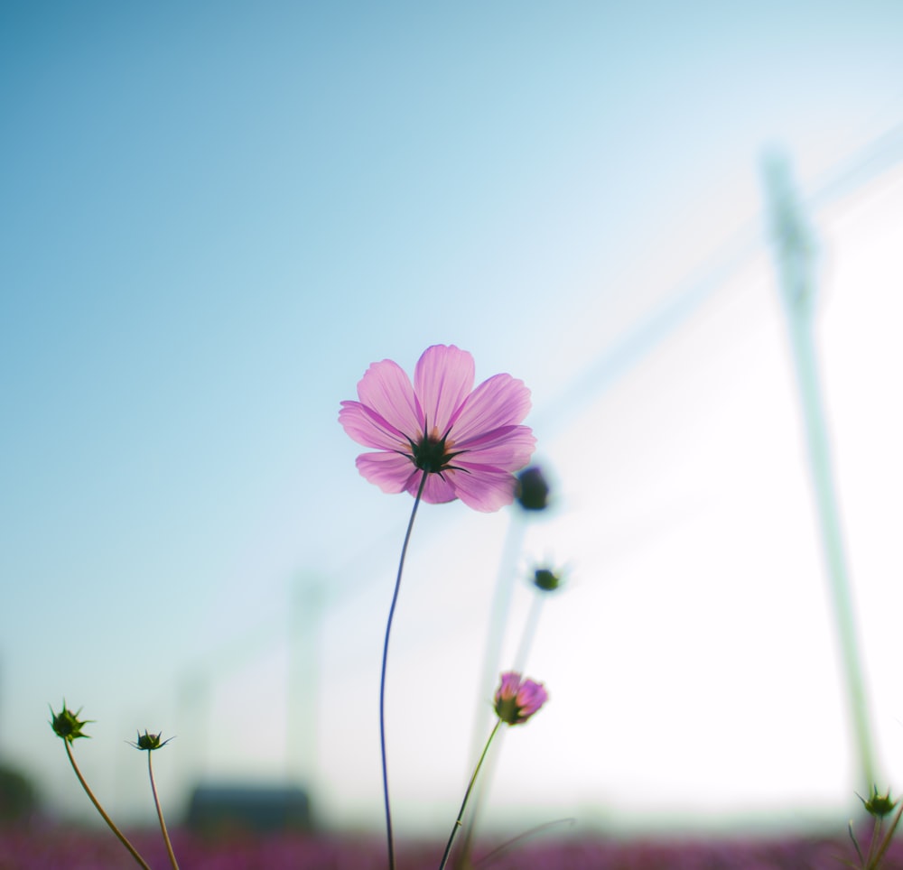 pink flowers