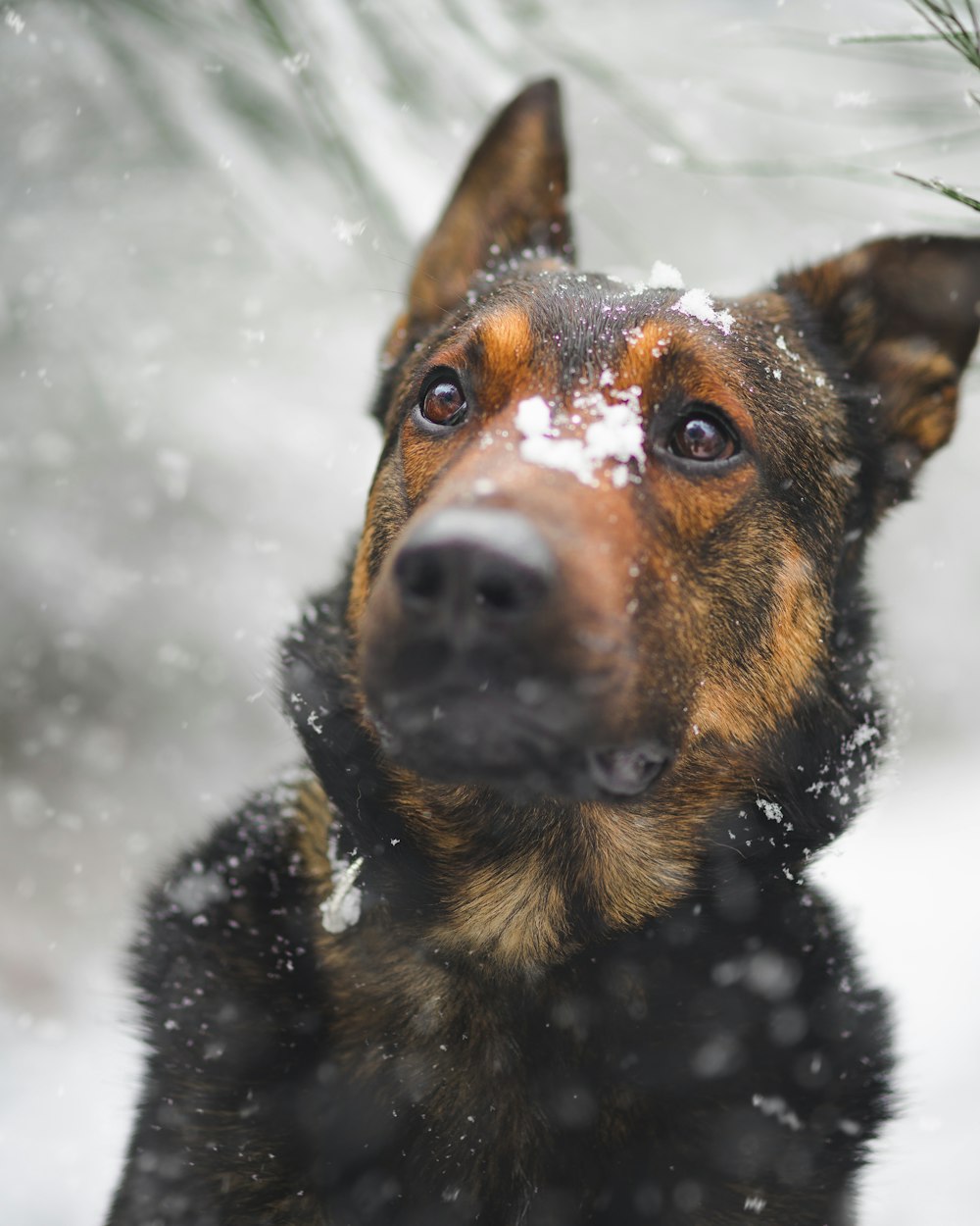 adult brown German shepherd