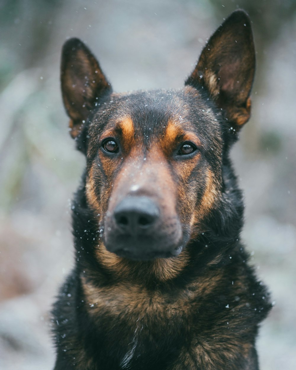 Vista frontal do cão preto e bronzeado adulto