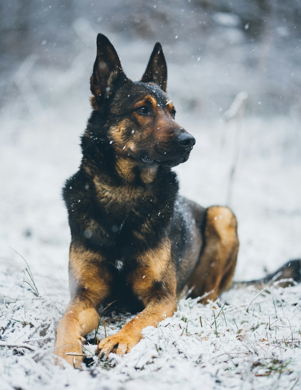 selective focus photography of brown and black dog