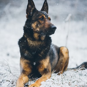 selective focus photography of brown and black dog