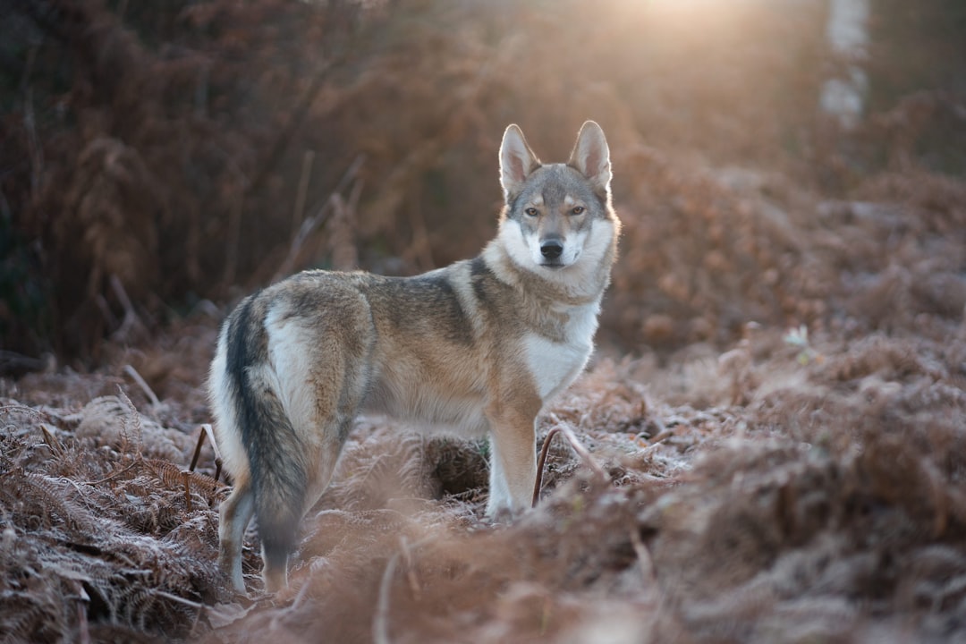 coyote