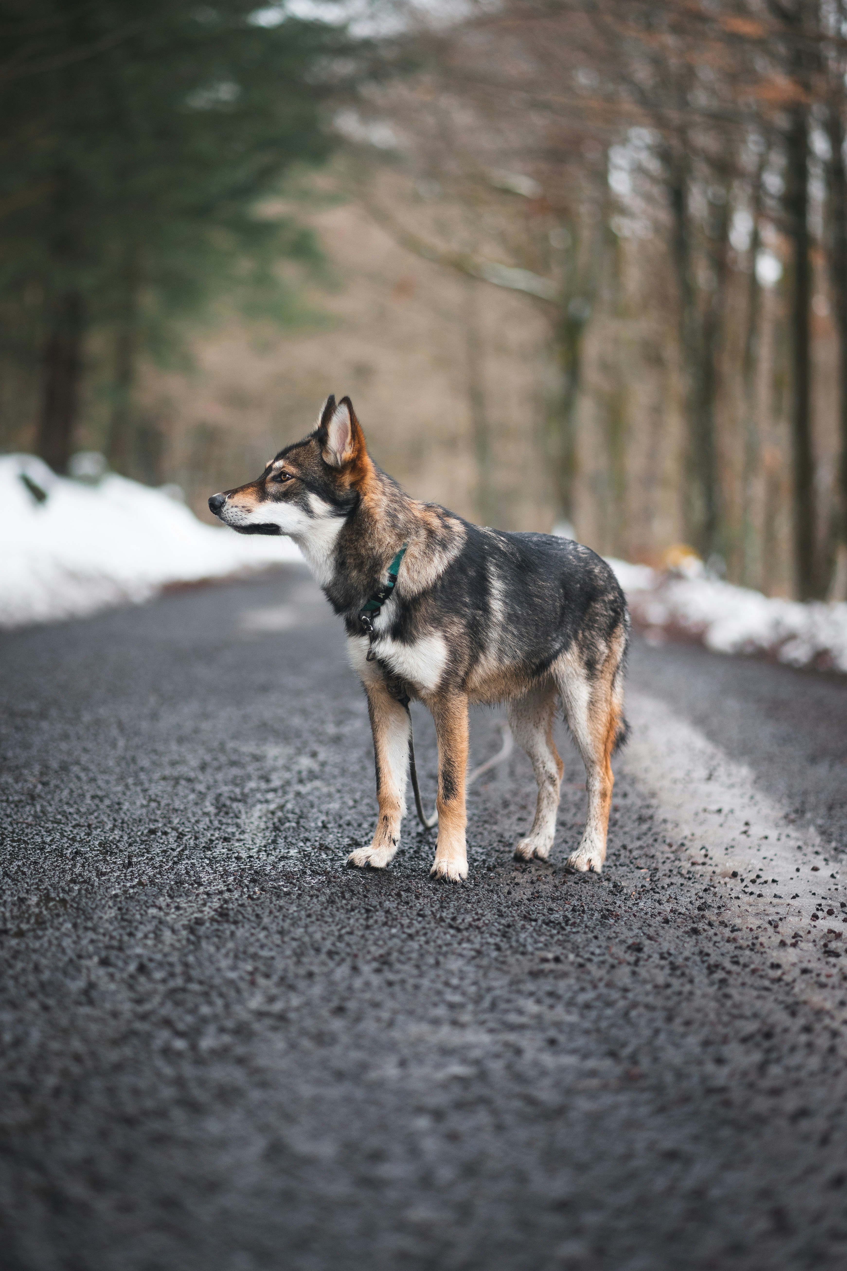 black and white dog standing on ground surrounded by snow and trees