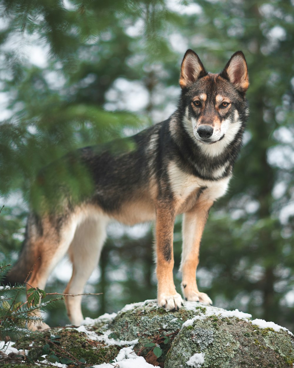 wolf standing on rock formation