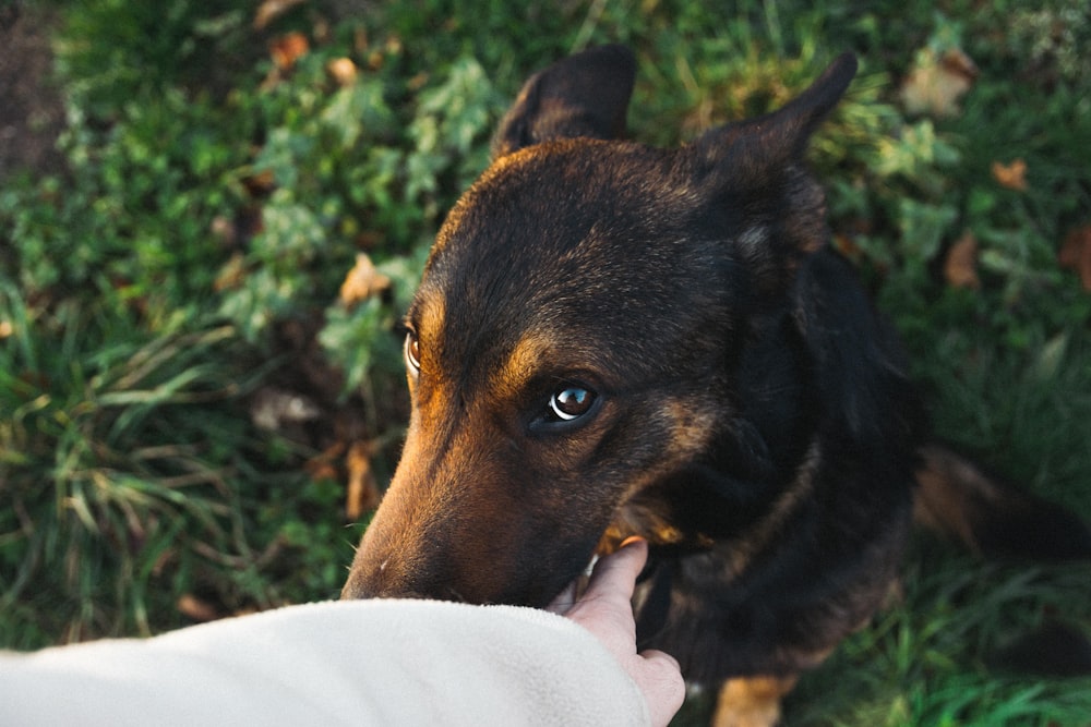 shallow focus photo of brown dog