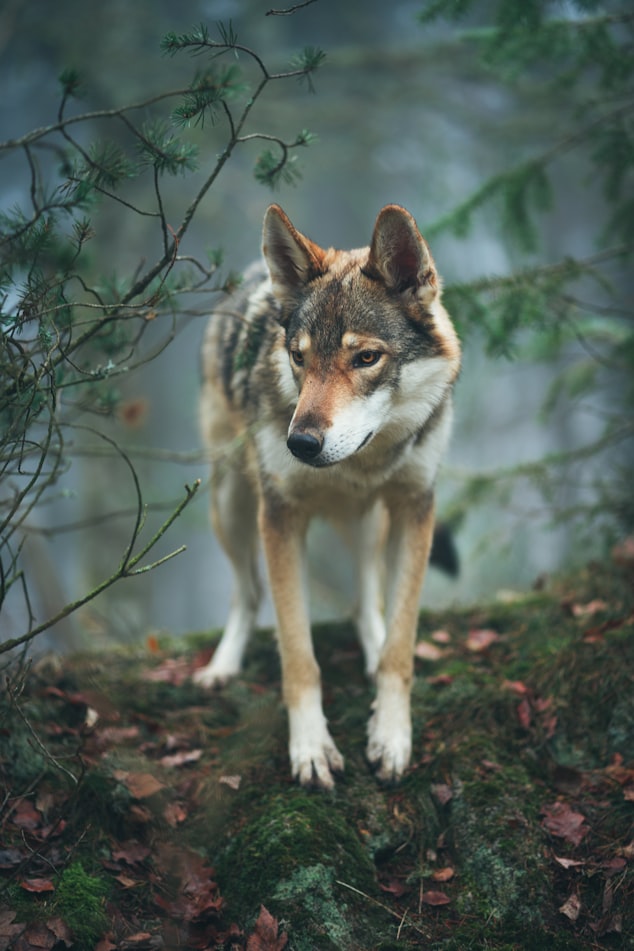 Beautiful wolf in the forest