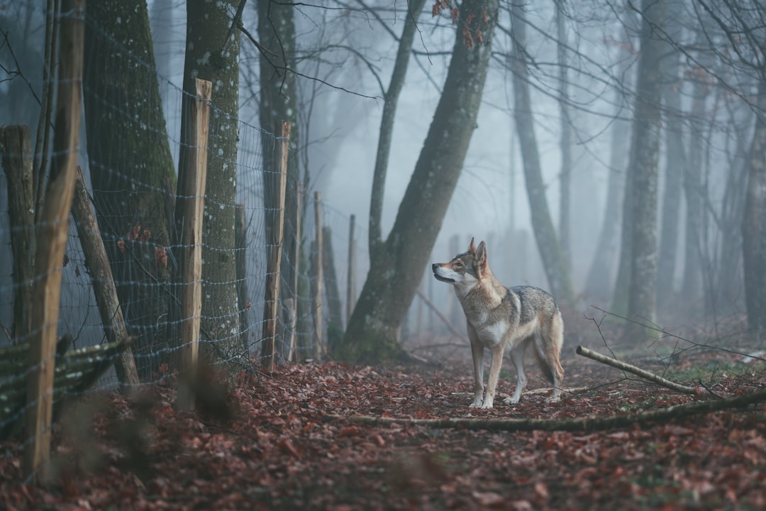 gray and white wolf standing near fence between forest
