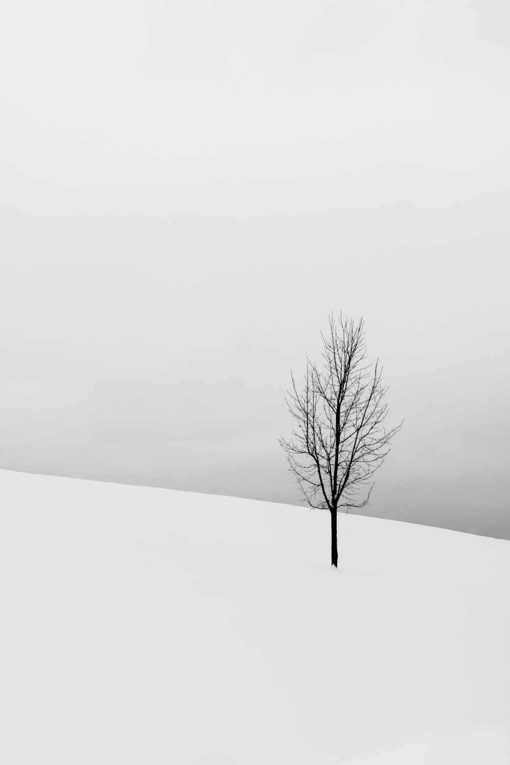 árbol desnudo en medio de un campo nevado