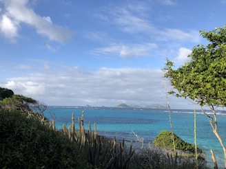 Scenic landscape of Isla Isabel’s lush greenery meeting the blue sea under a bright sky.
