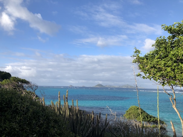 Scenic landscape of Isla Isabel’s lush greenery meeting the blue sea under a bright sky.