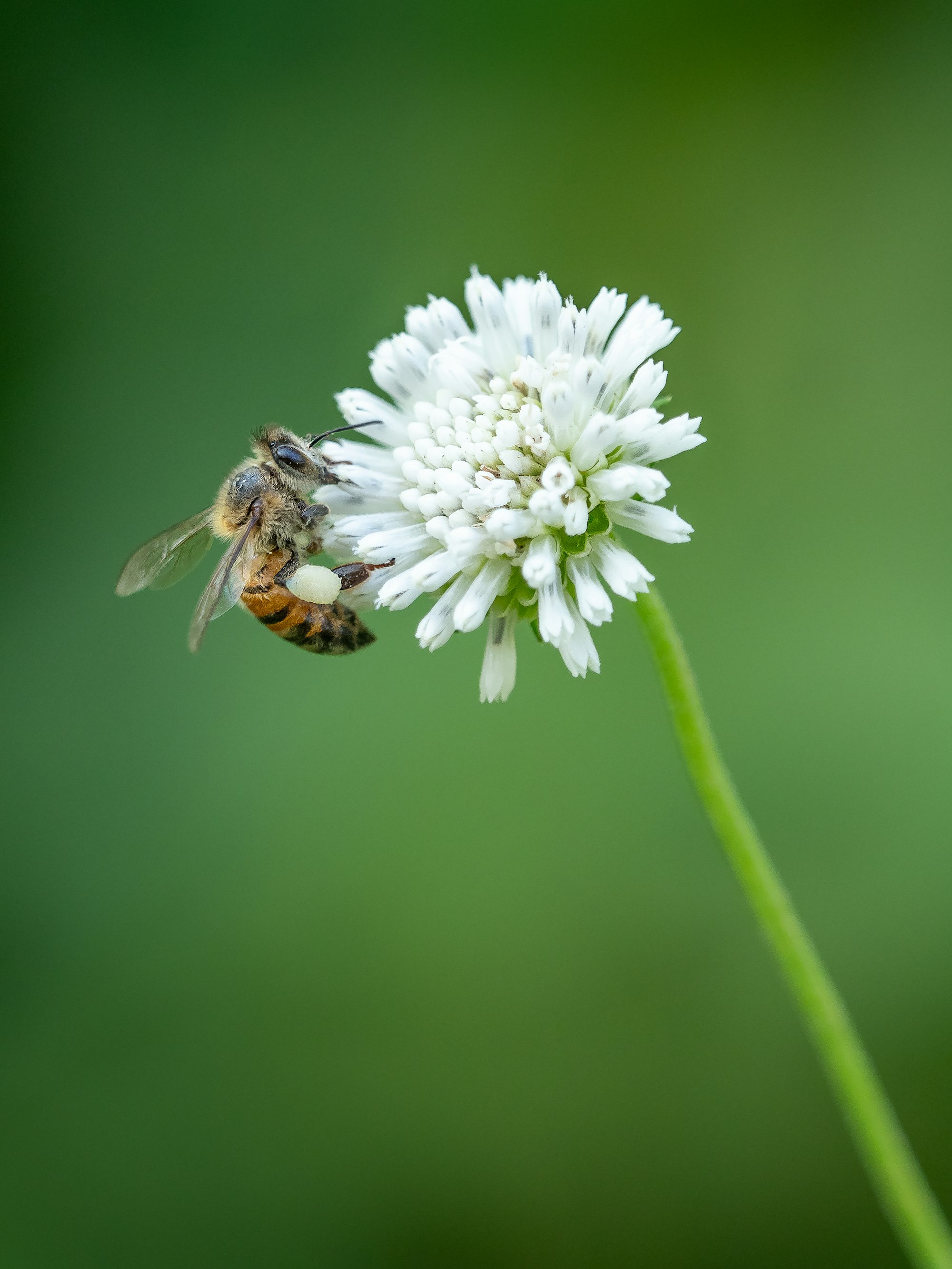 A common honey bee on a clover flower in the Manuel Antonio area of Costa Rica