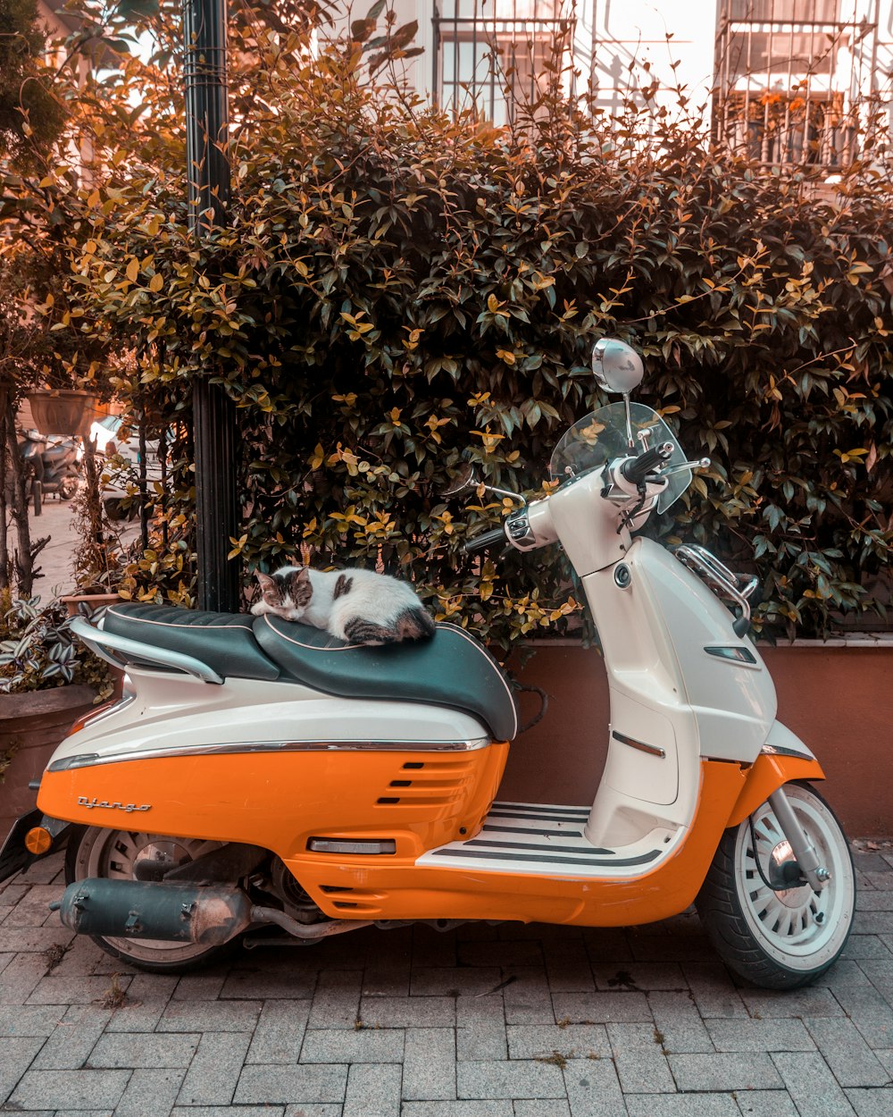 cat sleeping on white and orange motor scooter