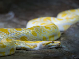 A close-up of a coiled ball python with glowing scales under soft moonlight.