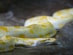shallow focus photo of Burmese python