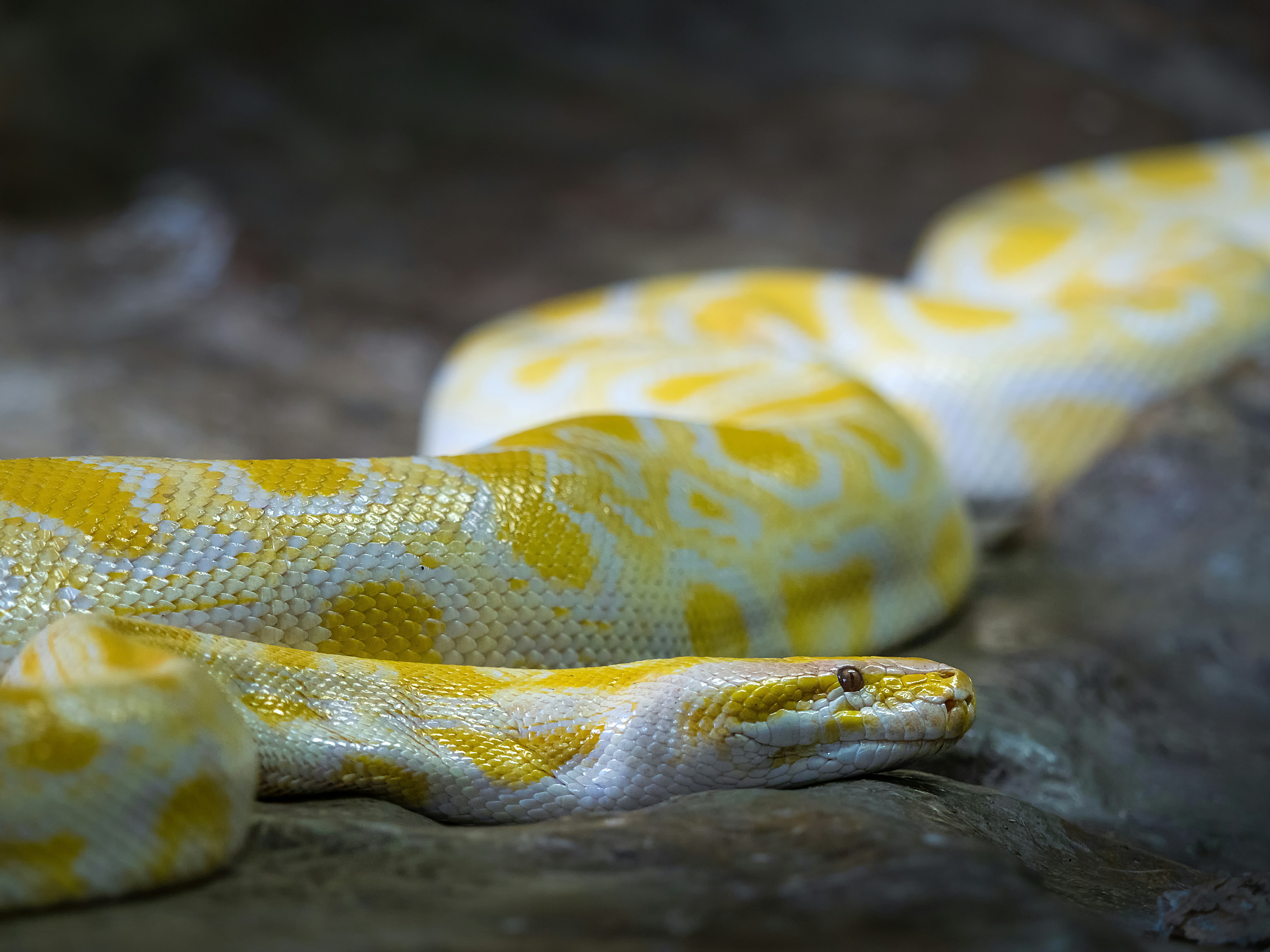 An albino Burmese python photographed at a zoo in Portugal