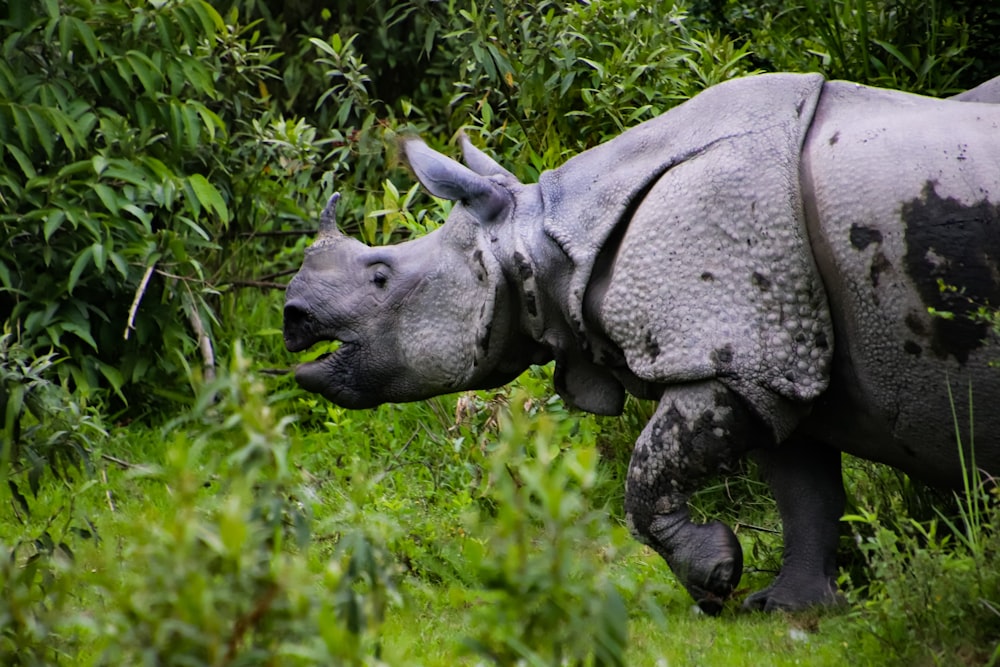 gray rhino near grass