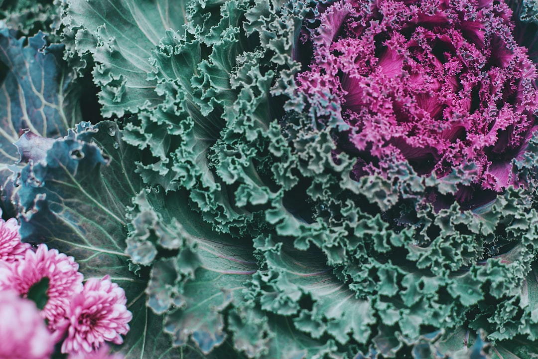 green and purple leafed-plant,