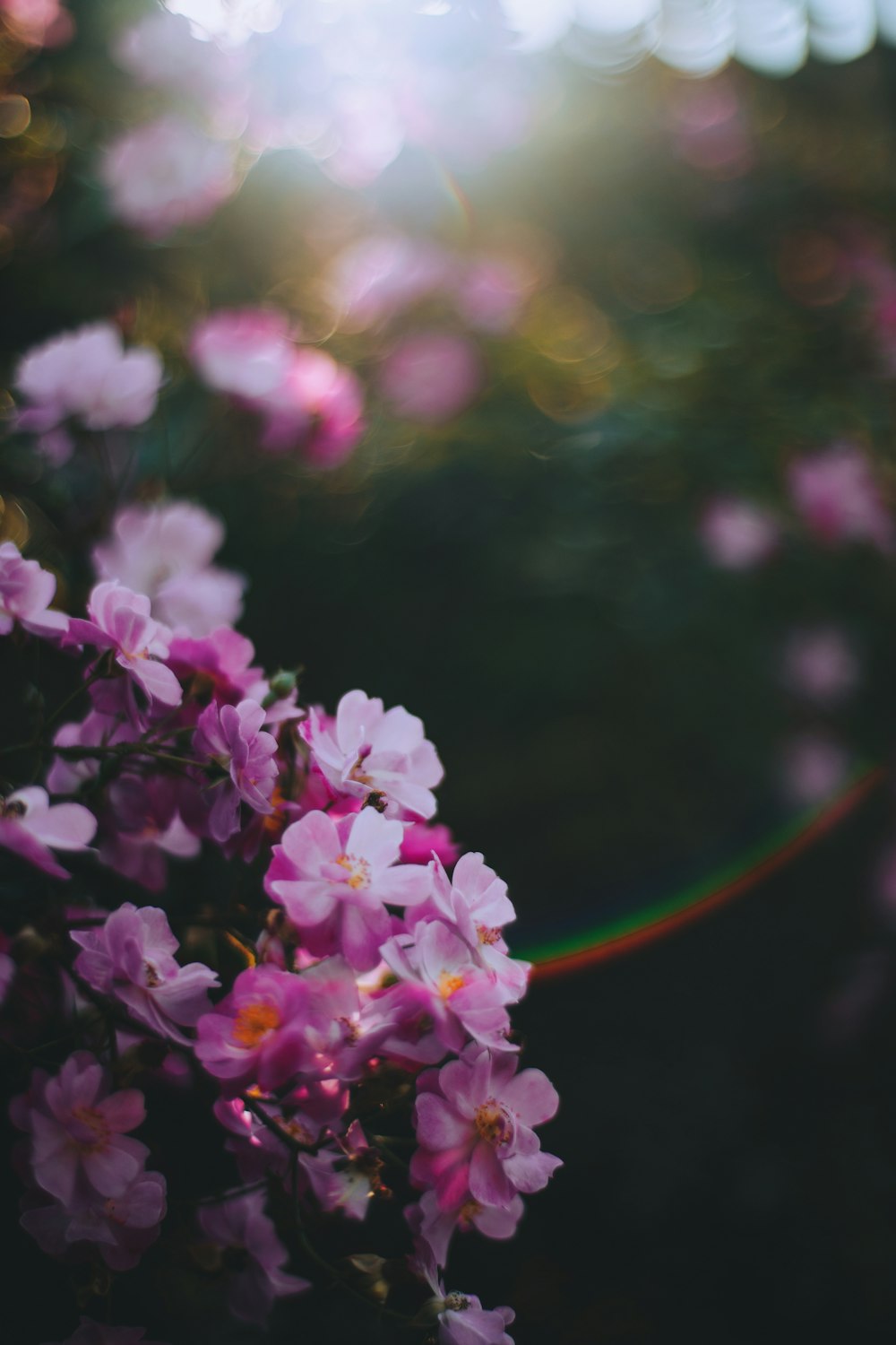 pink flowers in bloom