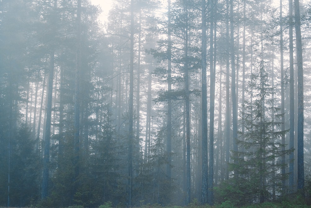 forest surrounded with fogs