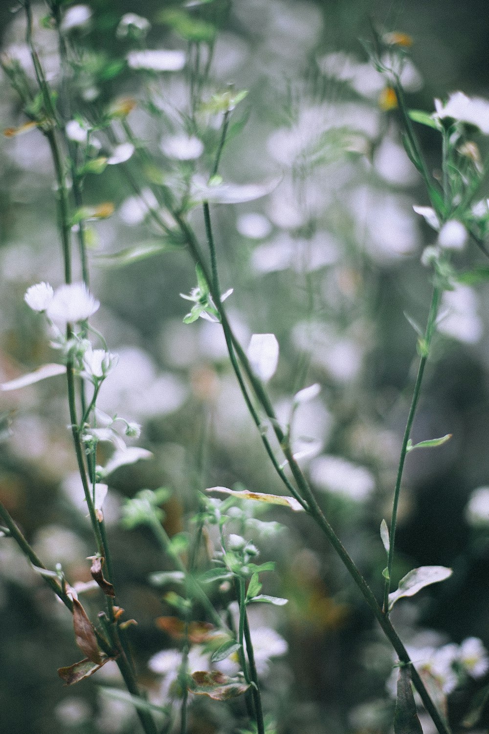 white-petaled flower