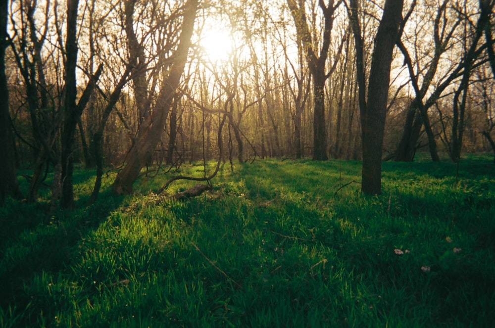 green grass under forest