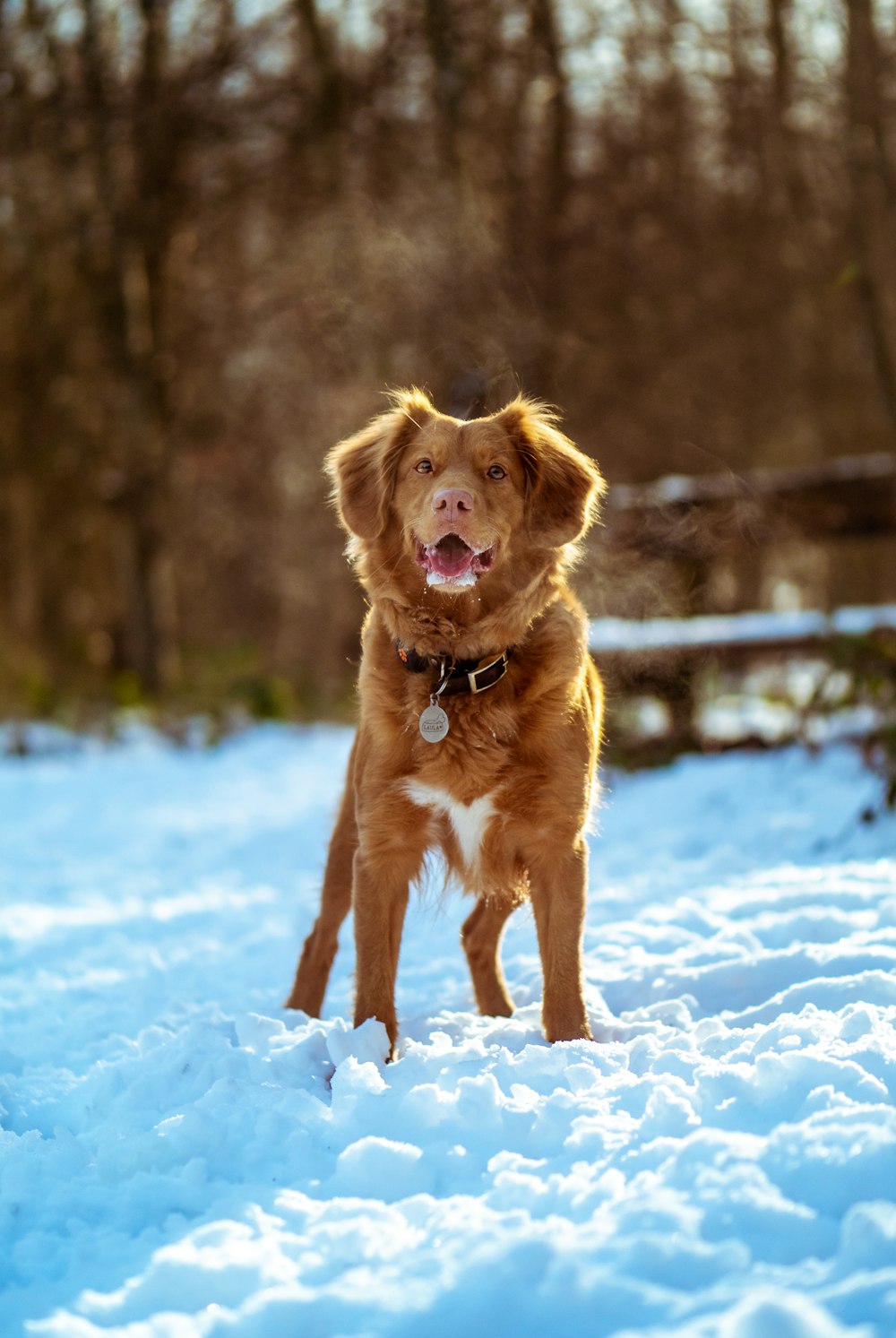 brown and white short coated dog stands on snow covered ground