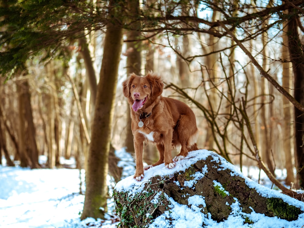 selective focus photography of brown dog standing on rock
