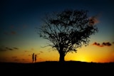 two people standing near tree