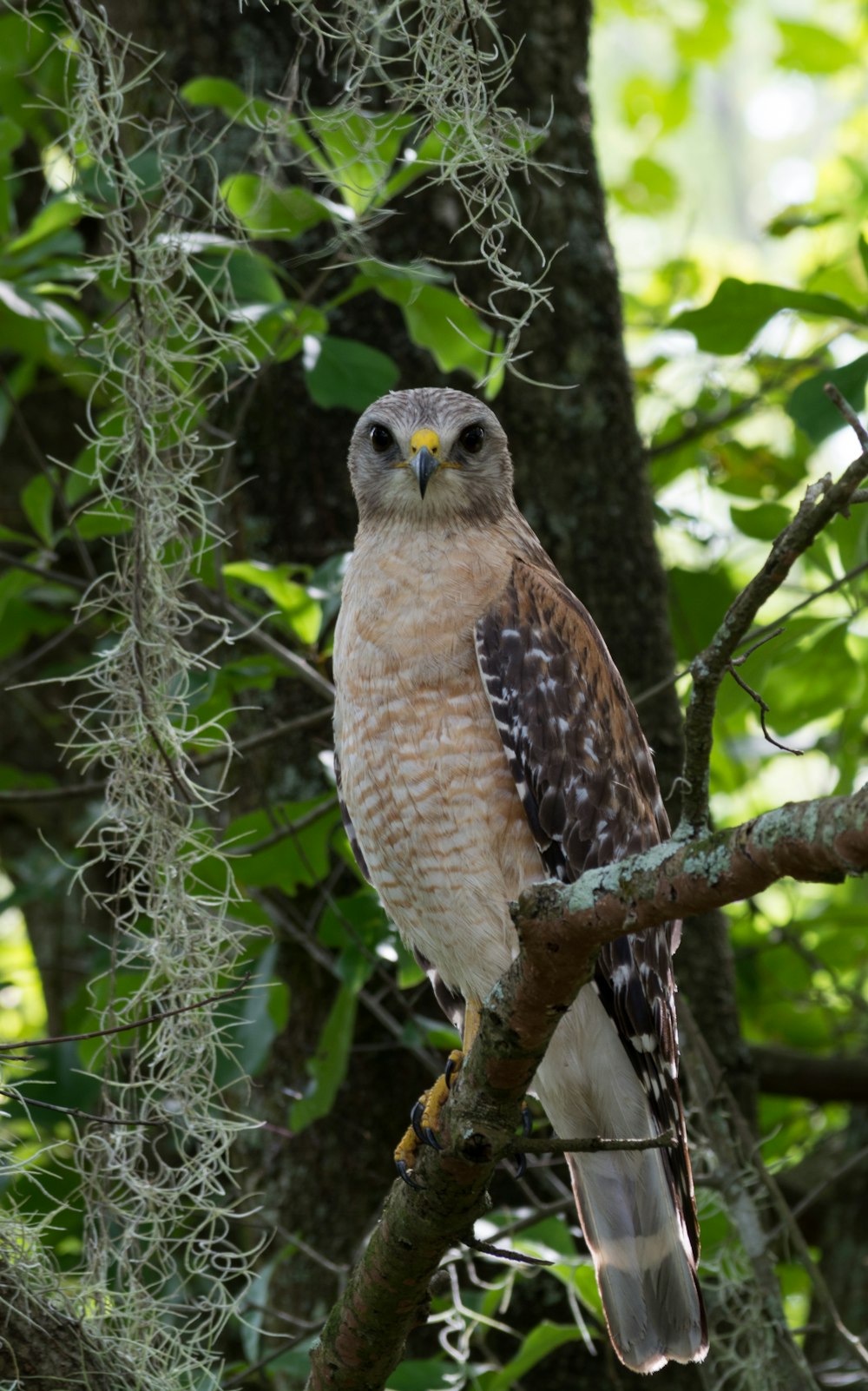 brown owl perching on tree