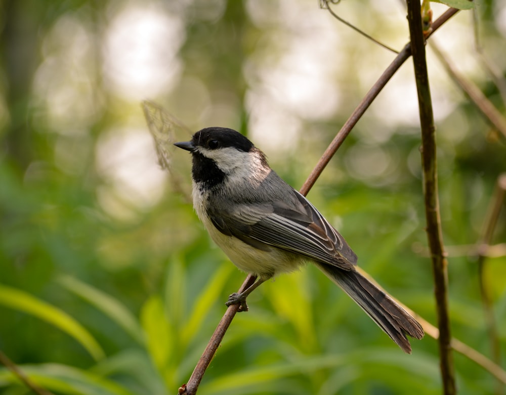 colibri gris et blanc debout sur une branche