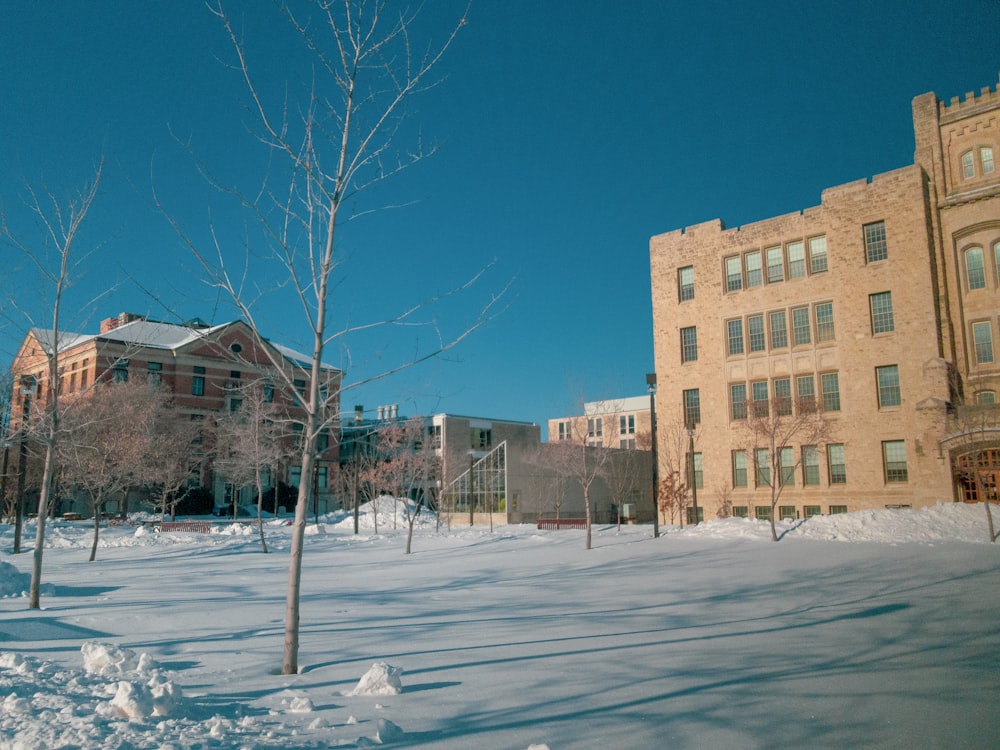 bare trees near concrete building