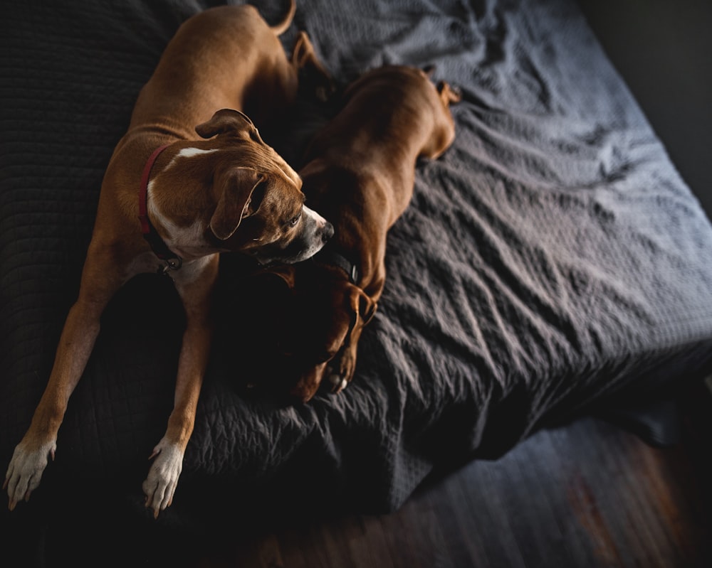 two brown short-coated dogs laying on bed