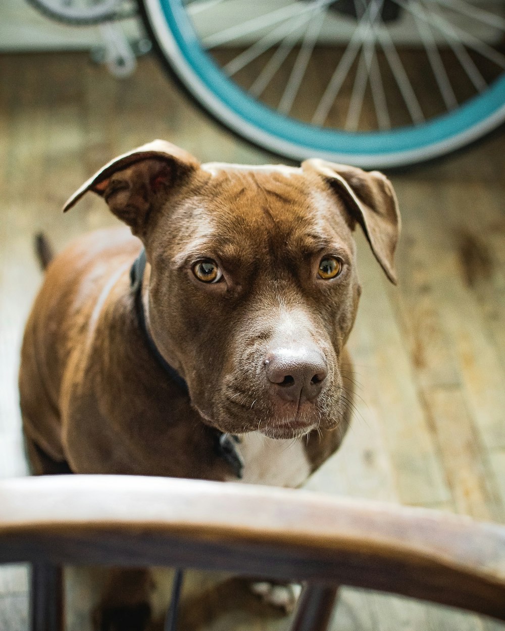 brown dog