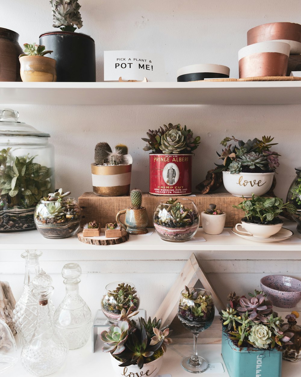 assorted succulent plants on white wooden shelf