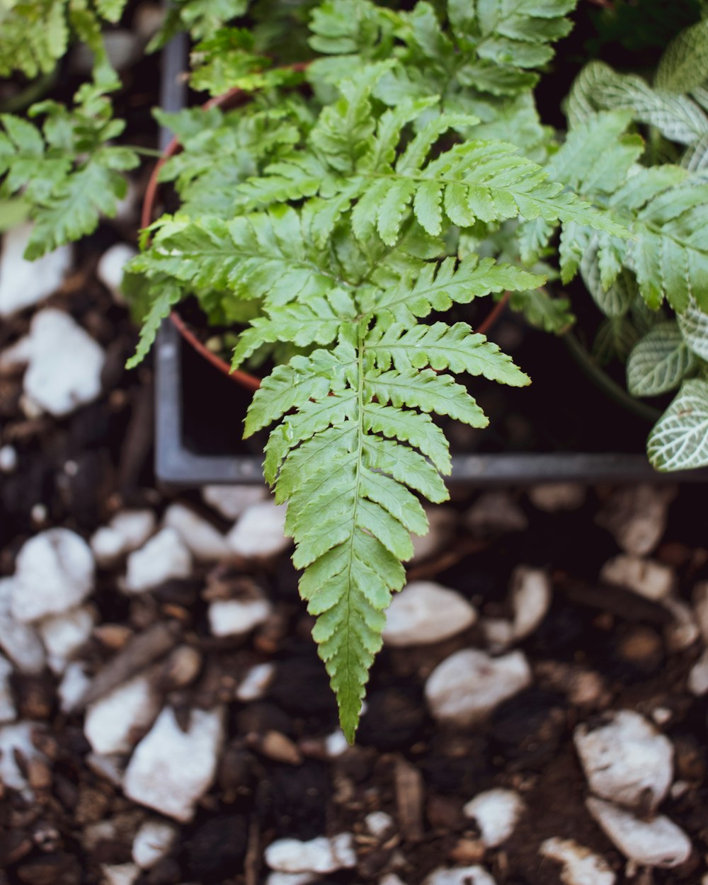 green fern plant