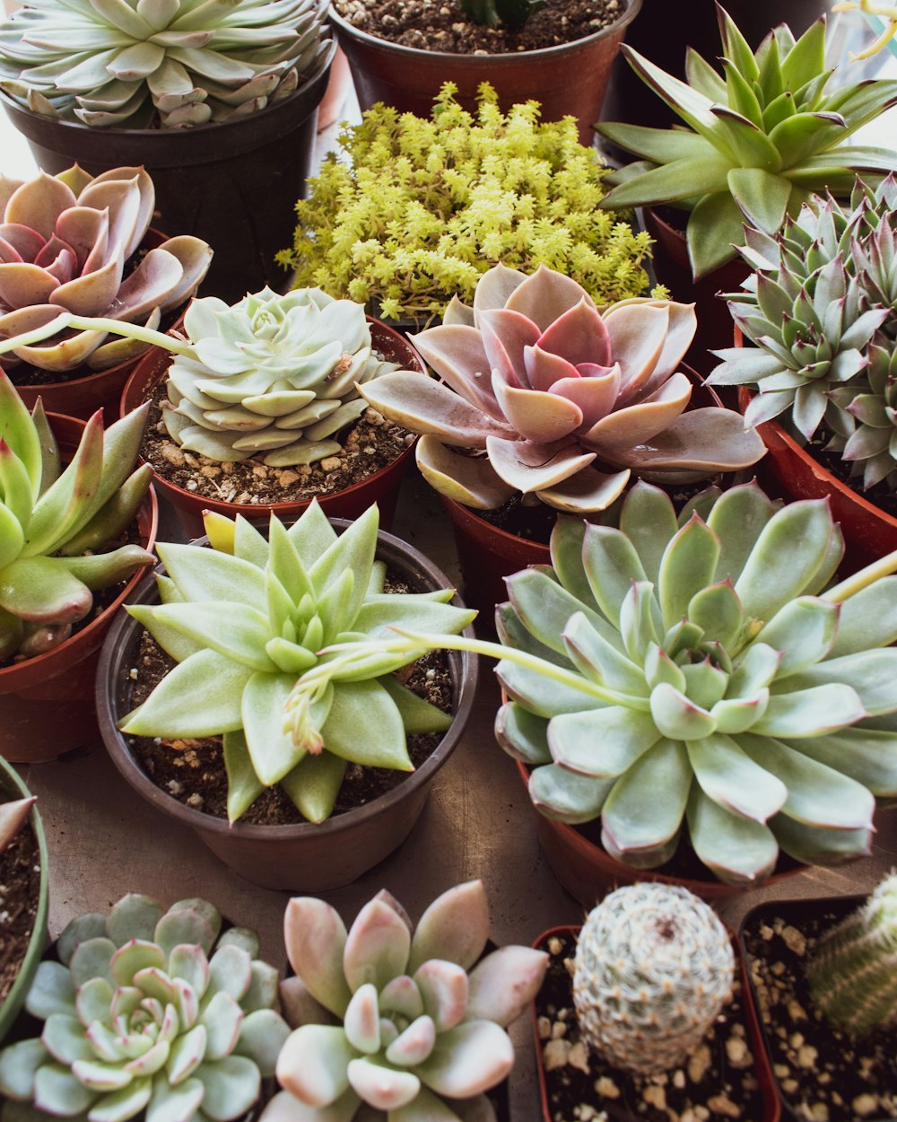 variety of succulent plants