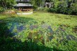 A serene pond filled with large, round green lily pads, some bearing pink flowers. The backdrop features a small, open-sided wooden pavilion with a traditional roof, surrounded by lush green vegetation and trees.