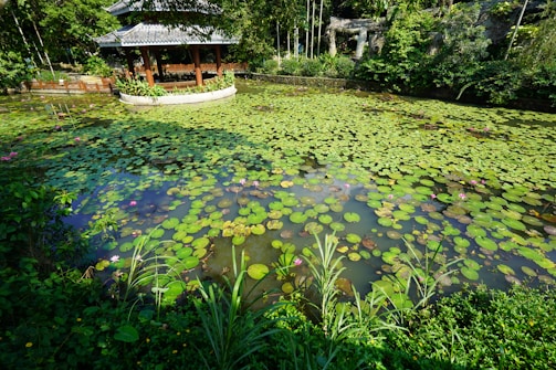 A serene pond filled with large, round green lily pads, some bearing pink flowers. The backdrop features a small, open-sided wooden pavilion with a traditional roof, surrounded by lush green vegetation and trees.