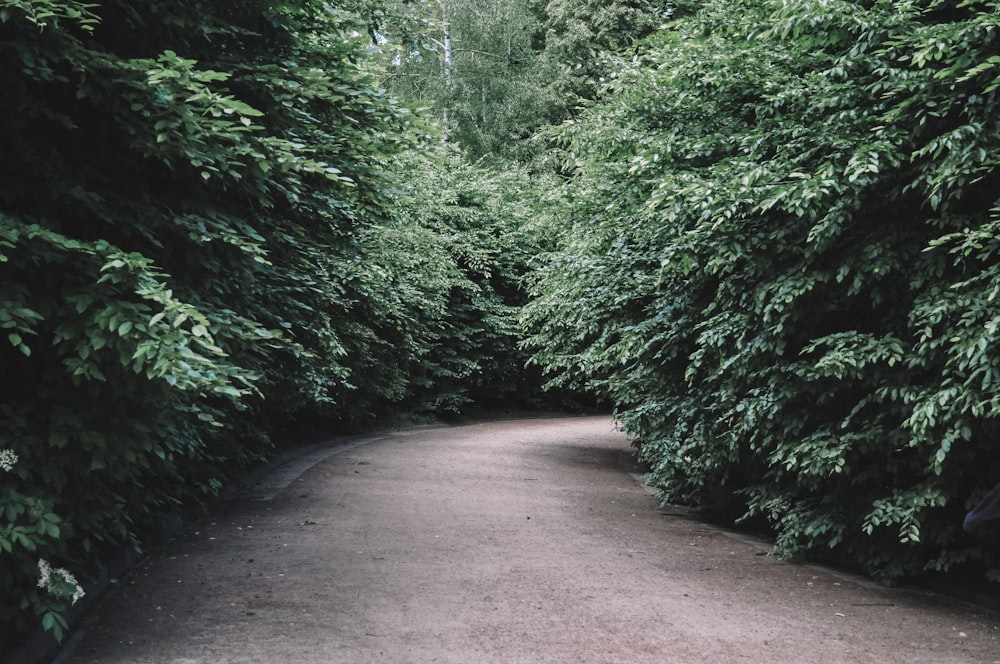 concrete pavement in the middle of trees