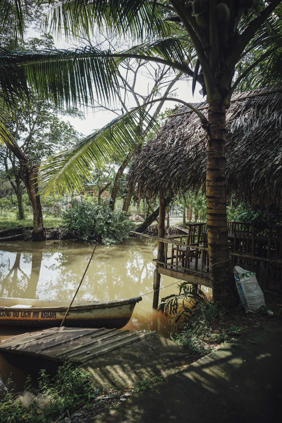 coconut tree near river