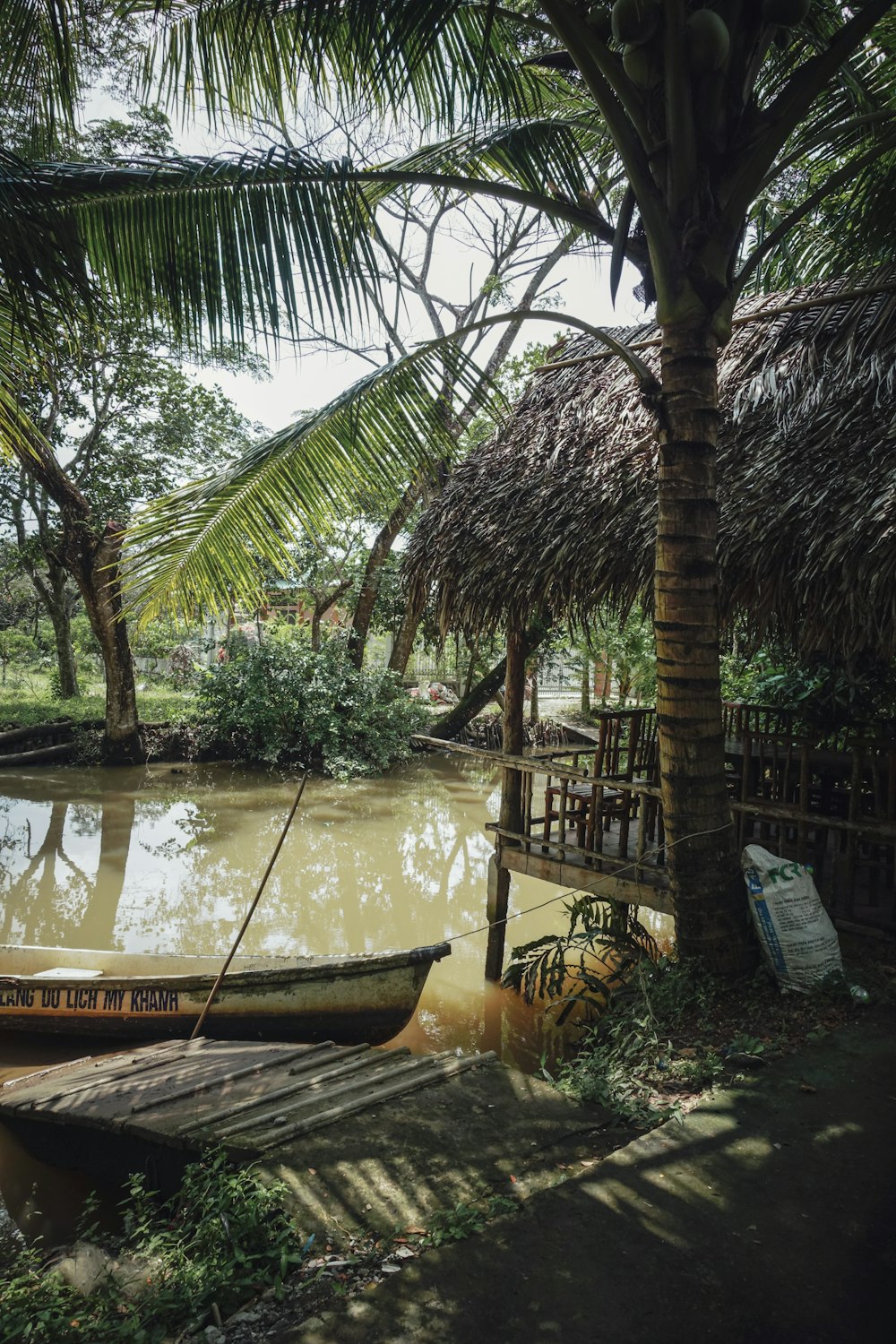 coconut tree near river
