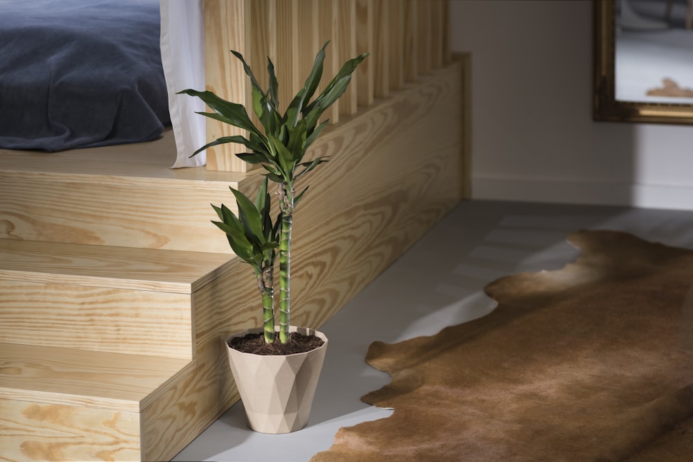 green lucky bamboo plant in brown flower pot beside wooden staircase