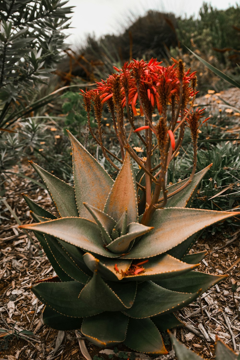 green succulent plant during daytime