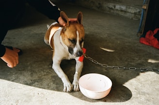 A brown and white dog with a black nose is lying on a concrete floor, tethered by a chain. The dog appears to be resting with its eyes closed. A person is reaching over to gently pet the dog's head. In front of the dog, there is an empty white bowl. A piece of red cloth is visible on the ground nearby.