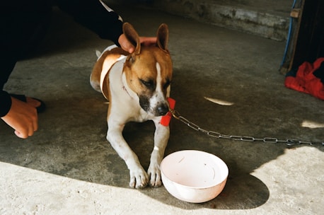A brown and white dog with a black nose is lying on a concrete floor, tethered by a chain. The dog appears to be resting with its eyes closed. A person is reaching over to gently pet the dog's head. In front of the dog, there is an empty white bowl. A piece of red cloth is visible on the ground nearby.