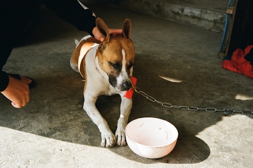 A brown and white dog with a black nose is lying on a concrete floor, tethered by a chain. The dog appears to be resting with its eyes closed. A person is reaching over to gently pet the dog's head. In front of the dog, there is an empty white bowl. A piece of red cloth is visible on the ground nearby.