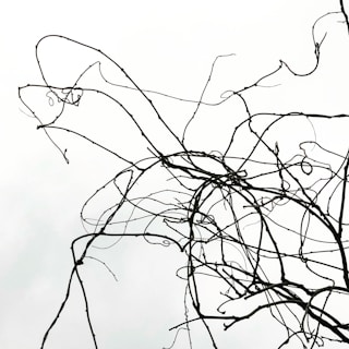 An ethereal line drawing of a chaotic garden with twisting vines and hidden creatures peeking through.